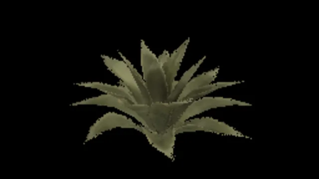 Agave B