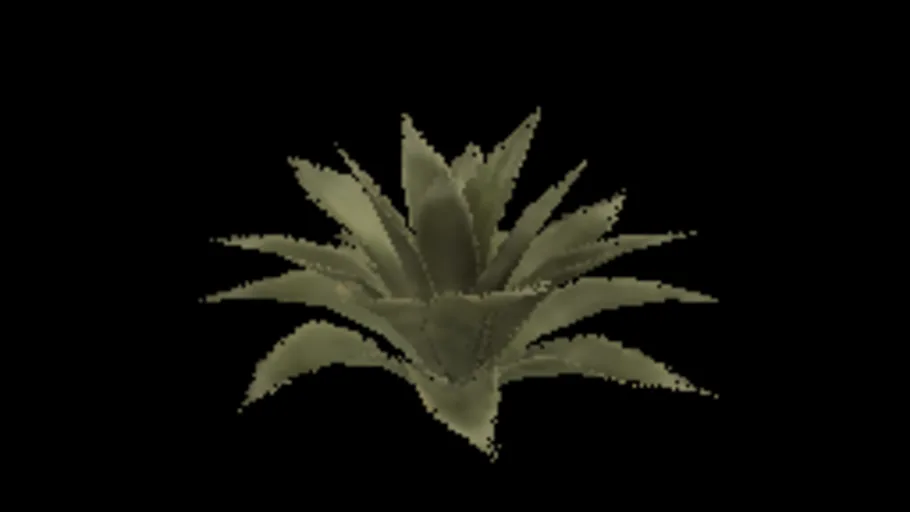 Agave B