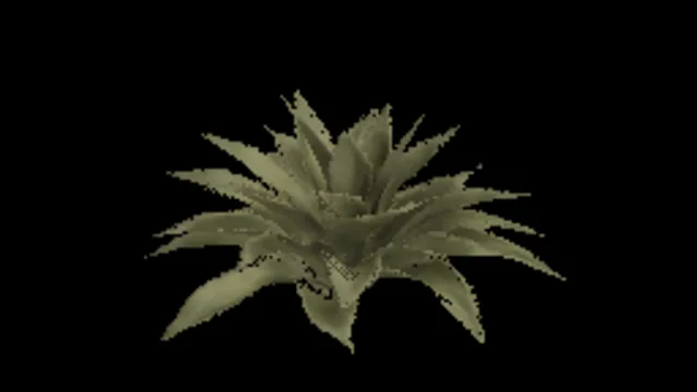 Agave C