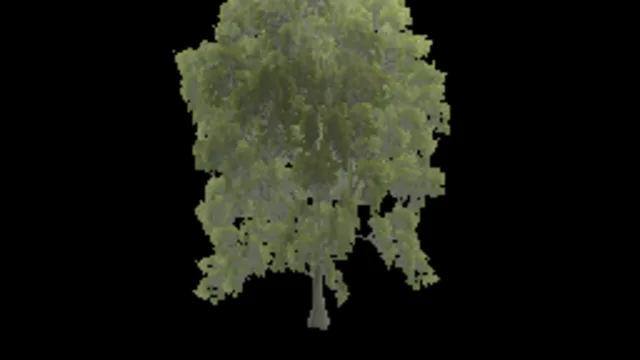 american_beech_a