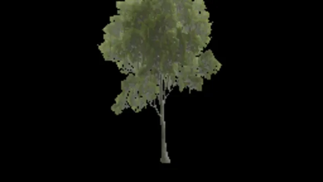 american_beech_b