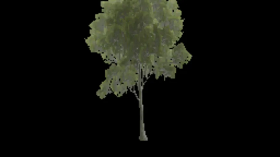 american_beech_b