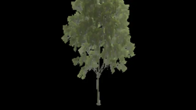 american_beech_c