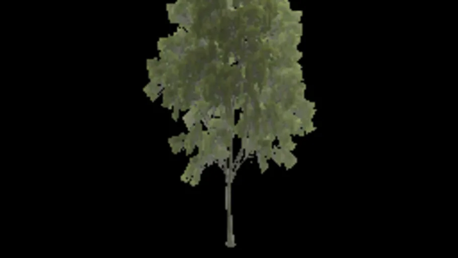 american_beech_c