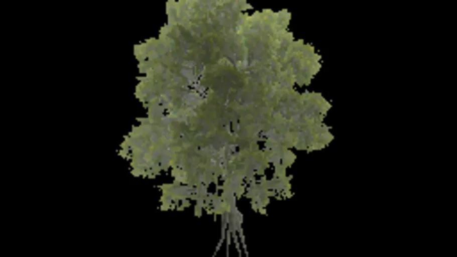 american_beech_d