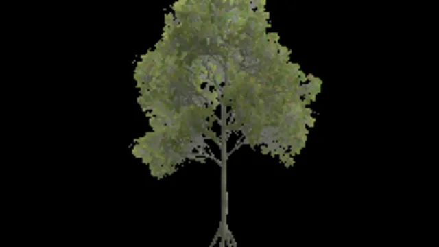american_beech_e