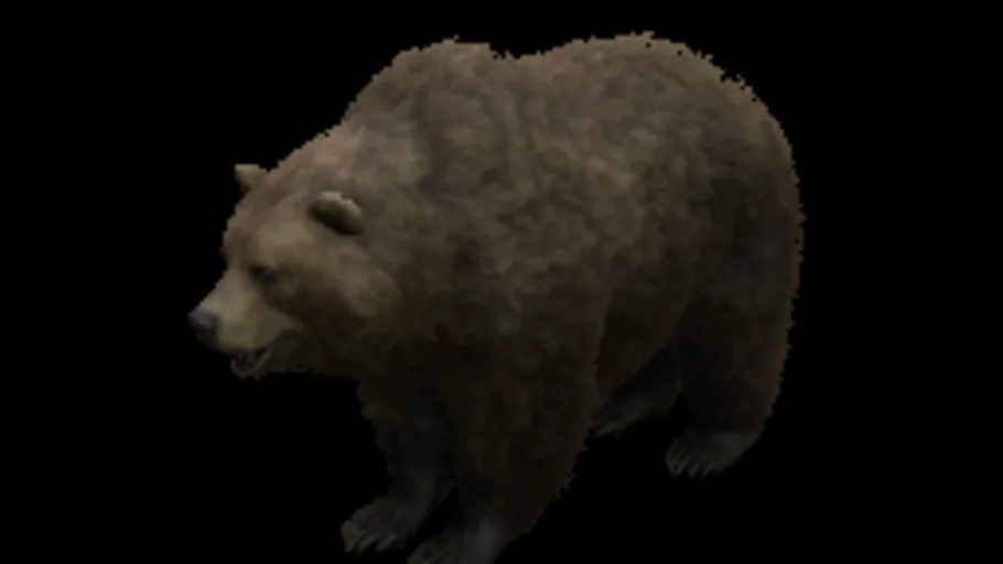 Bear