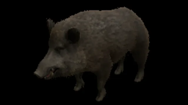 Boar