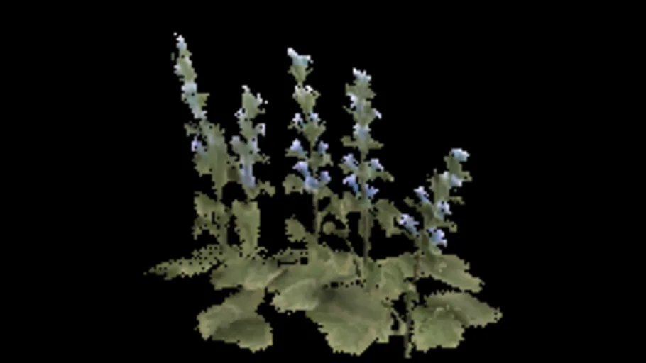 Bugleweed A