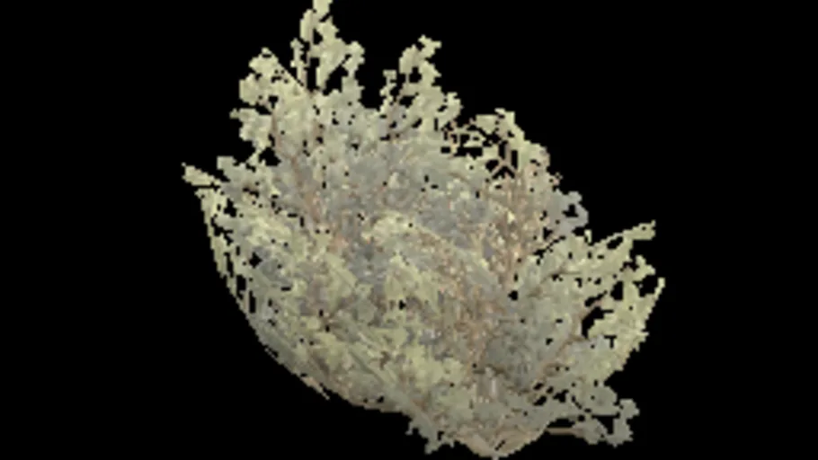 bush_large_spread