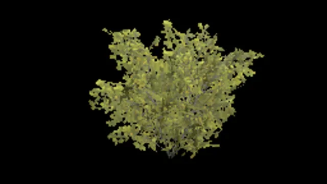 bush_spicebush_a