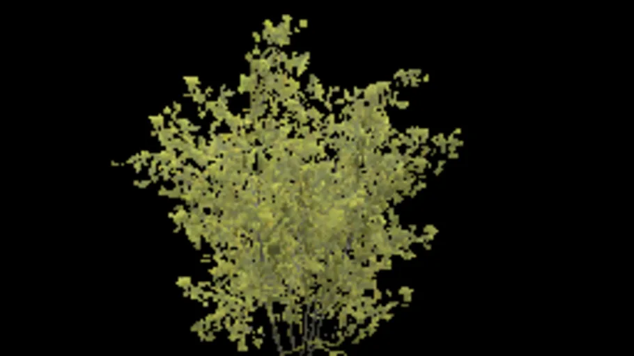 bush_spicebush_b