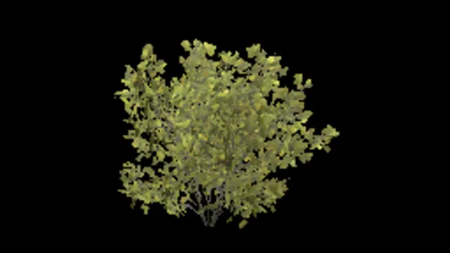 bush_spicebush_c
