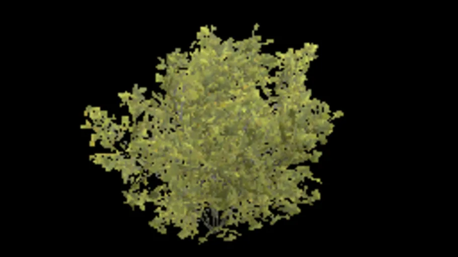 bush_spicebush_d