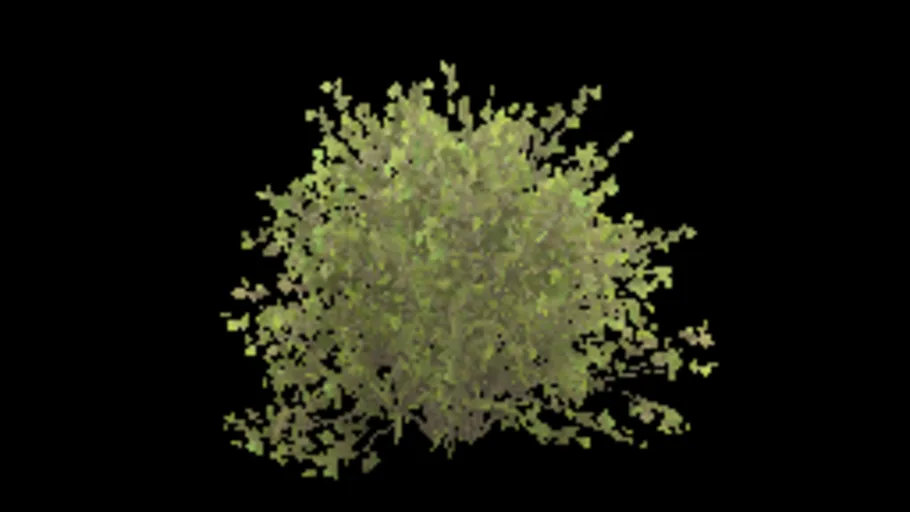 bush_willow_a