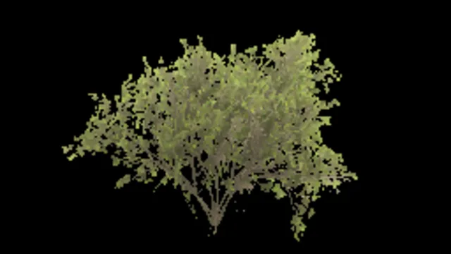 bush_willow_c