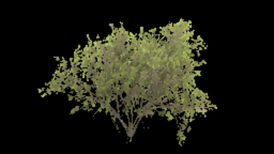 bush_willow_c