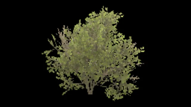 bush_willow_d