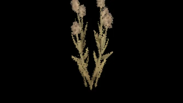 Cats Foot Grass A