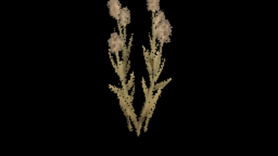 Cats Foot Grass A