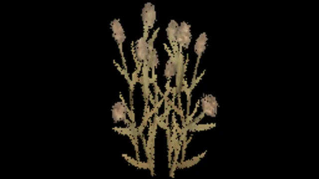Cats Foot Grass B