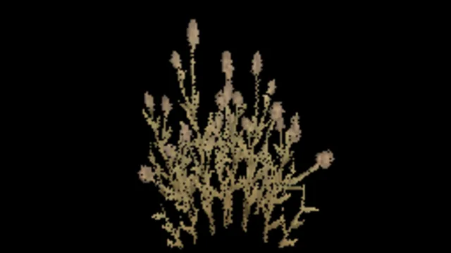 Cats Foot Grass D