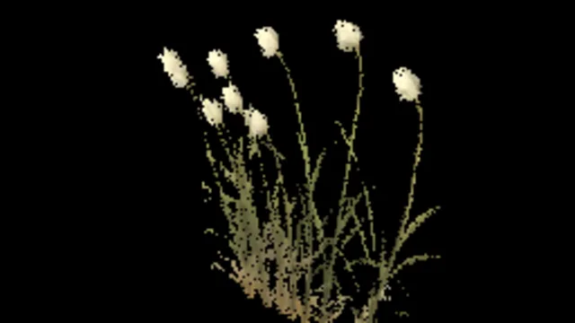 Cotton Grass A