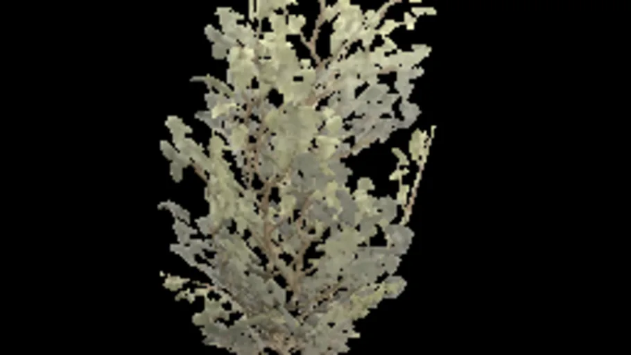 creeping_bush_a