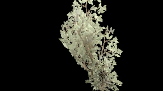 creeping_tree_a