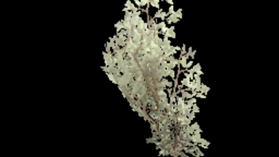 creeping_tree_a