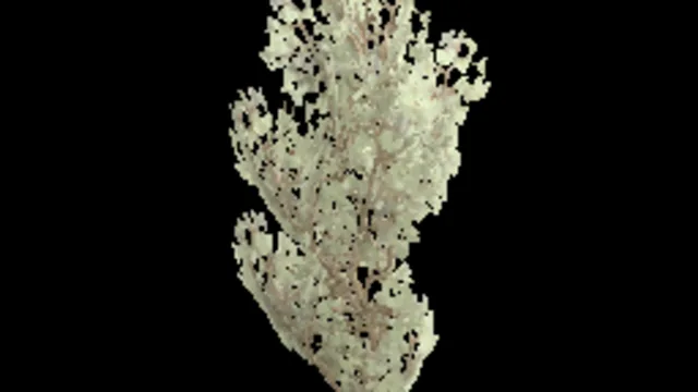 creeping_tree_b
