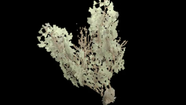creeping_tree_c