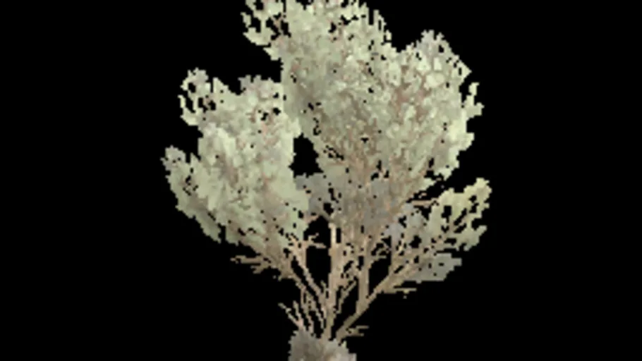 creeping_tree_d