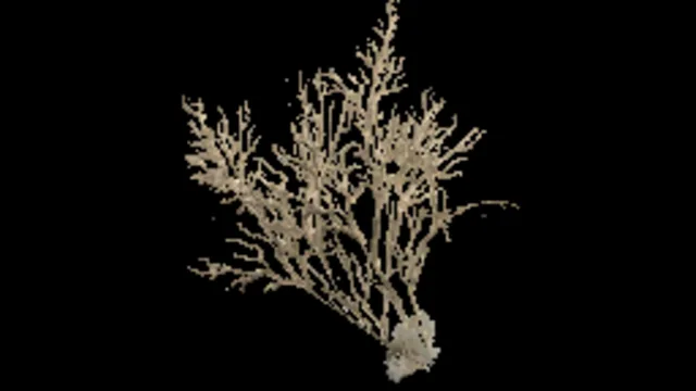 creeping_tree_f