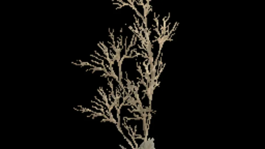 creeping_tree_g