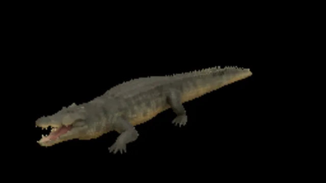 Crocodile