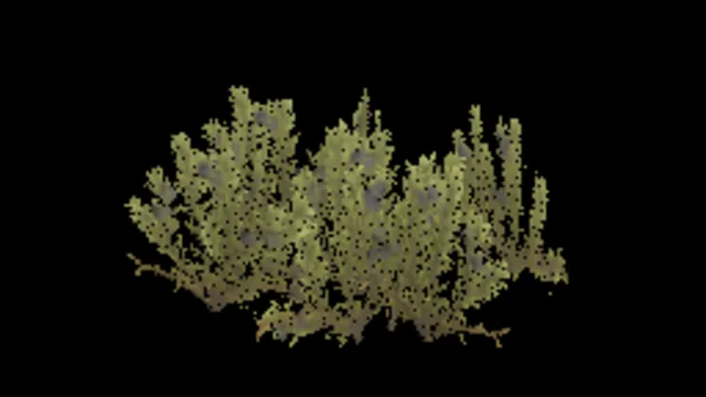 Crowberry A