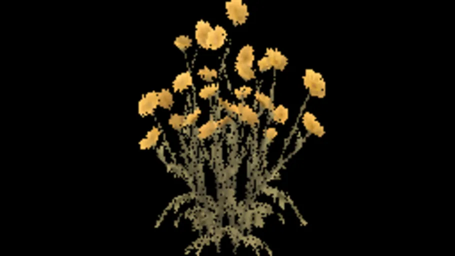 Desert Marigold A