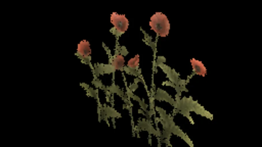Poppy A