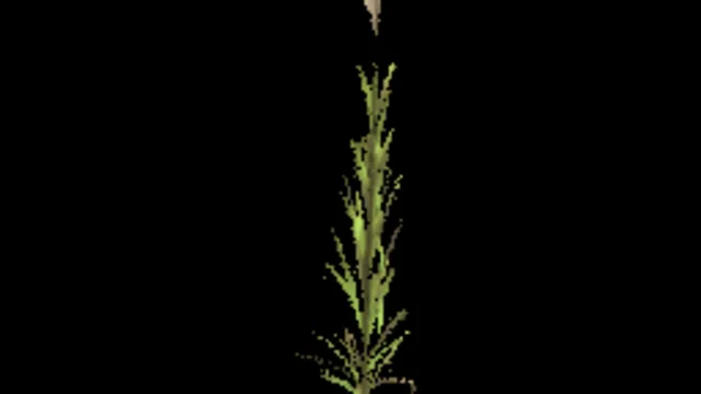 reed_medium_blossom