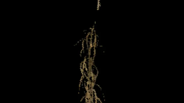 reed_small_dry