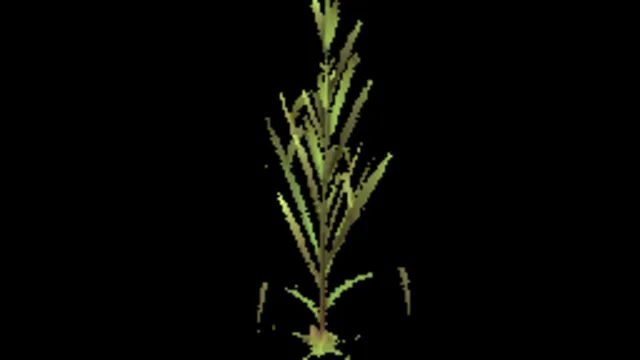 reed_smaller