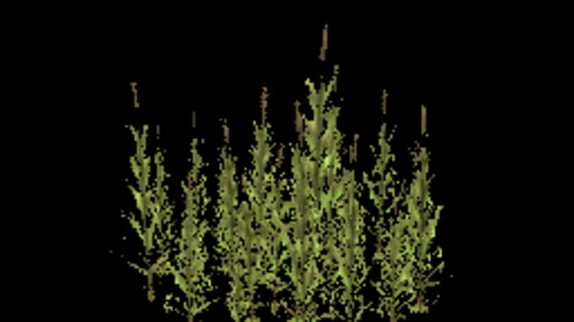 reeds_medium
