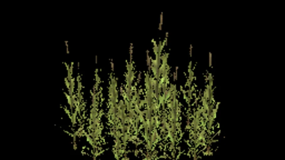 reeds_medium