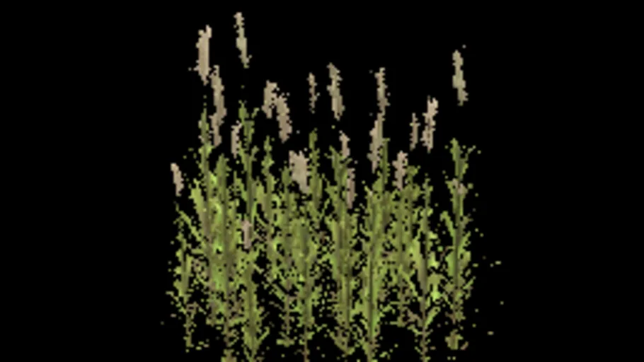 reeds_tall