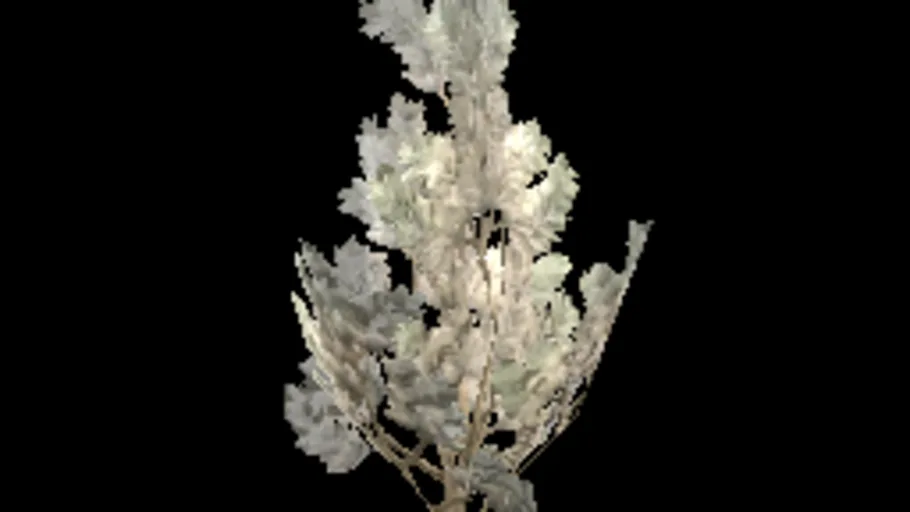 sapling_conifer_small