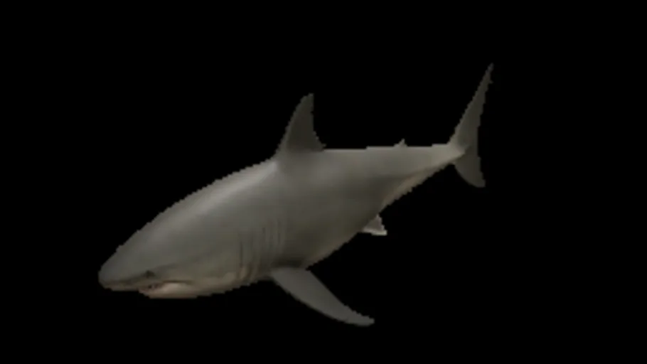 Shark