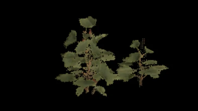 Temperate Berries A