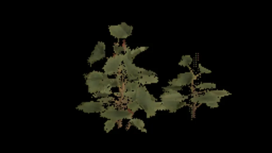 Temperate Berries A