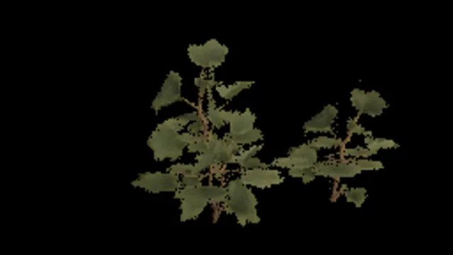 Temperate Berries C